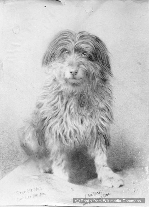ジョージ・ヒスコックが撮影した鉄道犬ボブ