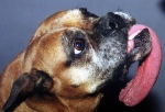 40センチメートルを超える巨大な舌の持ち主・ボクサー犬のブランディ（Brandy）