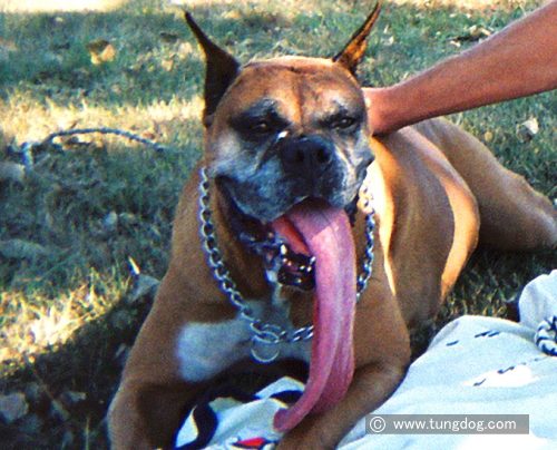 ブランディ Brandy 史上最も長い舌を持つ犬 子犬のへや