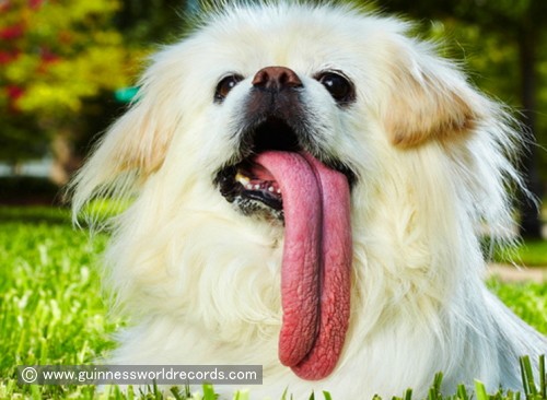 ブランディ Brandy 史上最も長い舌を持つ犬 子犬のへや