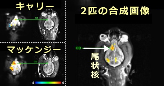 期待感に連動し、犬の脳内で活性化を示す尾状核