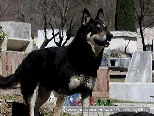 忠犬ハチ公のアルゼンチンバージョンとも言えるカピタン