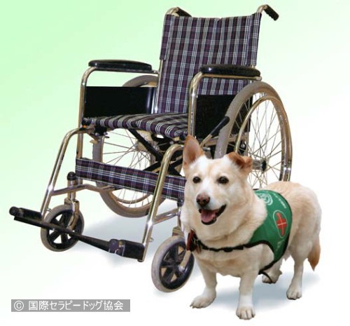 日本発のセラピードッグとなった名犬チロリ