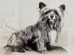 グレイフライヤーズ・ボビー（Greyfriars Bobby）のものと思われる肖像画