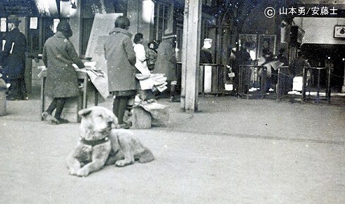 渋谷駅前にたたずむ生前の八チ公