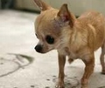 ギネス世界記録が設ける「世界最小の犬・体長部門」で記録を保持するチワワのヘブンセントブランディ(Heaven Sent Brandy)