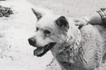 ガイド犬として有名になる平治は、元々皮膚病もちの貧相な野良犬だった
