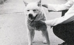 1988年、体力の衰えた平治はガイド犬としての役割を終えた