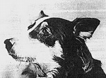 アメリカ初の俳優犬となったボーダーコリーのジーン