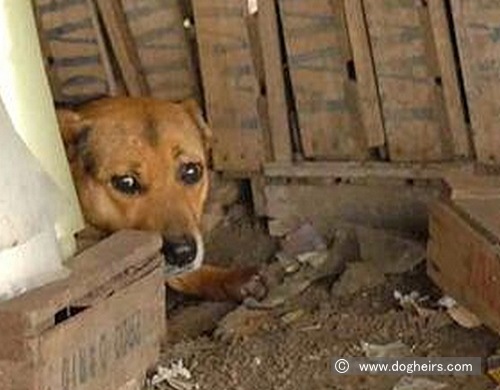 ファビオ・アンゼさん宅の裏で子犬たちを育てていたラチーナ