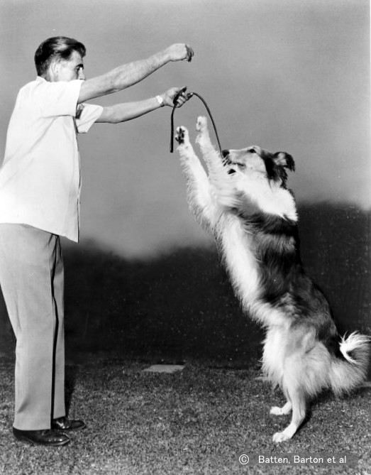 ラッシー（Lassie）～映画やテレビがシリーズ化されたことで ...