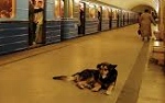 モスクワのメンデレーフスカヤ駅でマスコット犬として可愛がられていた野良犬「マルチック」