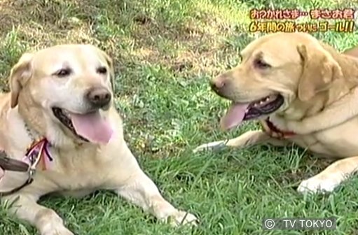 初代旅犬・まさお君