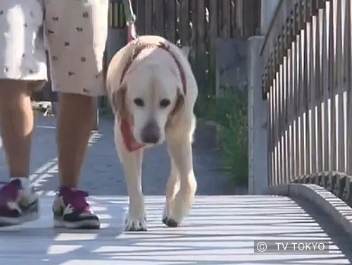 2代目旅犬・だいすけ君