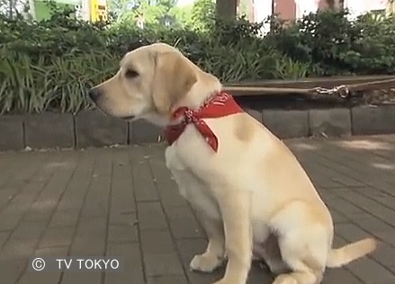 3代目旅犬・まさはる君