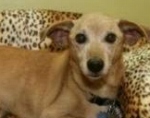 世界一の長寿として記録されている犬・マックス