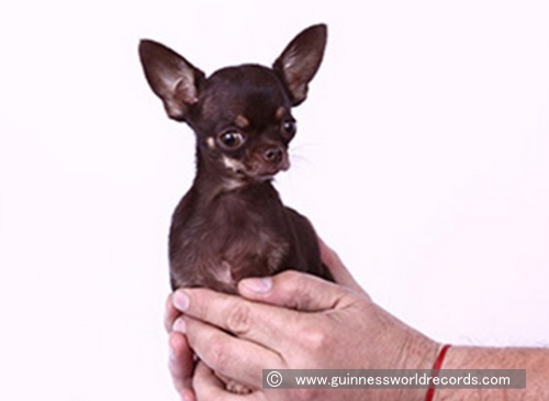 手の中にすっぽり納まる世界最小犬「ミラクルミリー」