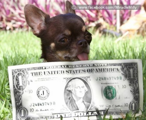 1ドル札と並んで記念撮影する世界最小犬「ミラクルミリー」