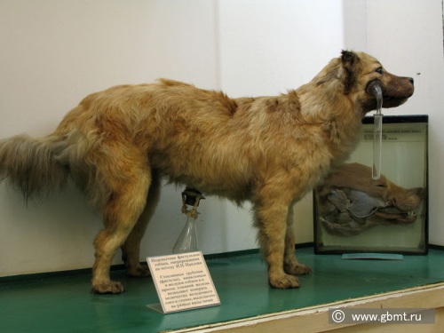 モスクワ生物学博物館に展示されているパブロフの犬