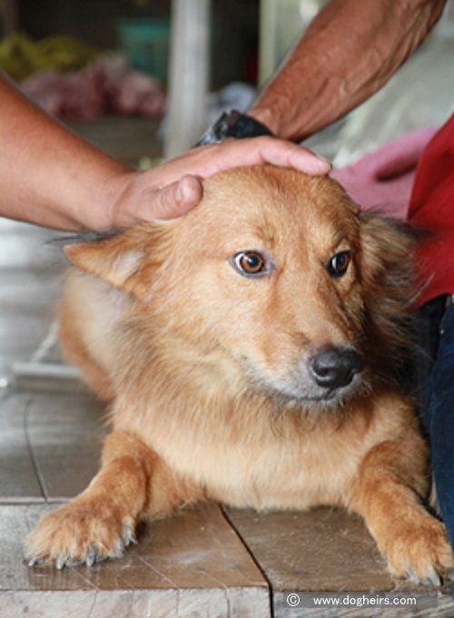 赤ん坊の命を救った英雄犬として称えられたプイ