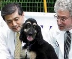 世界初・クローン技術によって誕生した犬「スナッピー」（Snuppy）