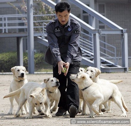 クローン技術によって誕生した麻薬探知犬「トッピー」