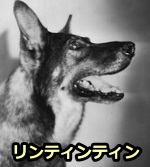 1920年代、俳優犬として大活躍したジャーマンシェパードの「リンティンティン」（Rin Tin Tin）