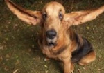 史上最も耳が長かった犬・ティガー（Tigger）