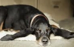 生きている中で最も耳が長い犬・ハーバー(Harbor)