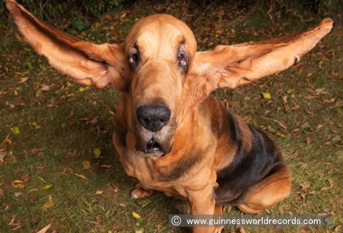 「史上最も耳が長かった犬」としてギネス記録に認定されているティガー（Tigger）