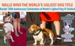 毎年6月にソノママリンフェアの一部門として開催される「世界一醜い犬コンテスト」（World's Ugliest Dog Contest）