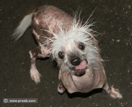 アグリエストドッグ Ugliest Dog 世界一醜いとして有名な犬 子犬のへや