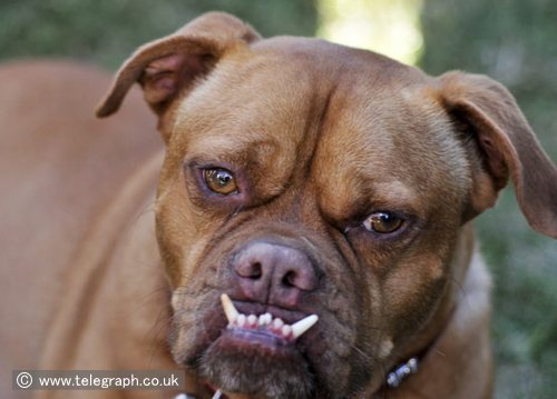 アグリエストドッグ Ugliest Dog 世界一醜いとして有名な犬 子犬のへや