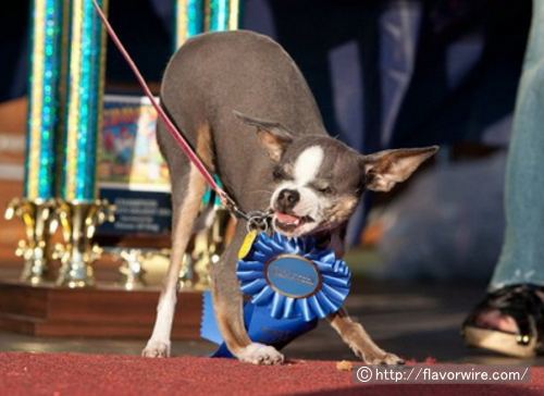 2010年度の最醜犬・プリンセスアビー（Princess Abby）