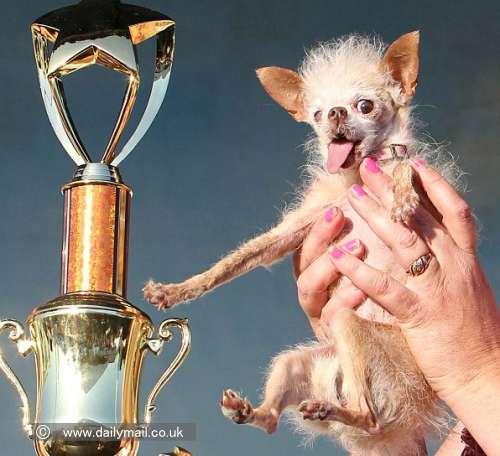 アグリエストドッグ Ugliest Dog 世界一醜いとして有名な犬 子犬のへや