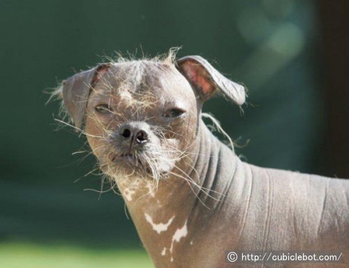 2012年度の最醜犬・マグリー（Mugly）