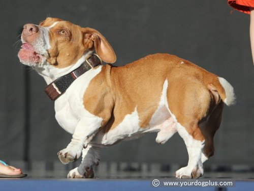 アグリエストドッグ Ugliest Dog 世界一醜いとして有名な犬 子犬のへや