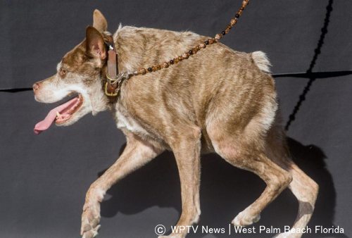 2015年度の最醜犬・クァジーモド（Quasimodo）