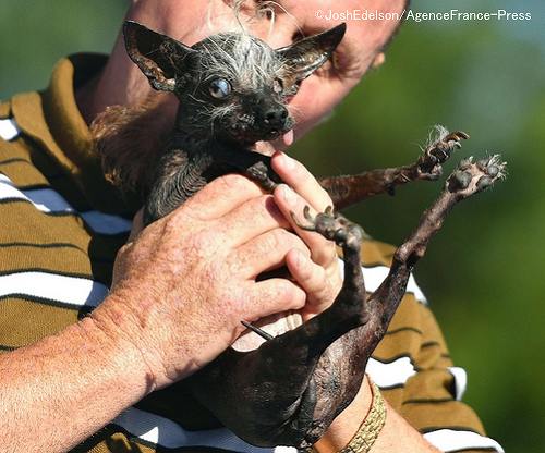 2016年度の最醜犬・スウィーピーランボー（Sweepee Rambo）