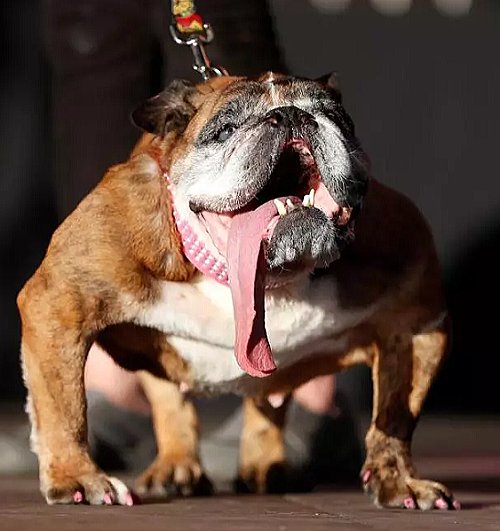 アグリエストドッグ Ugliest Dog 世界一醜いとして有名な犬 子犬のへや