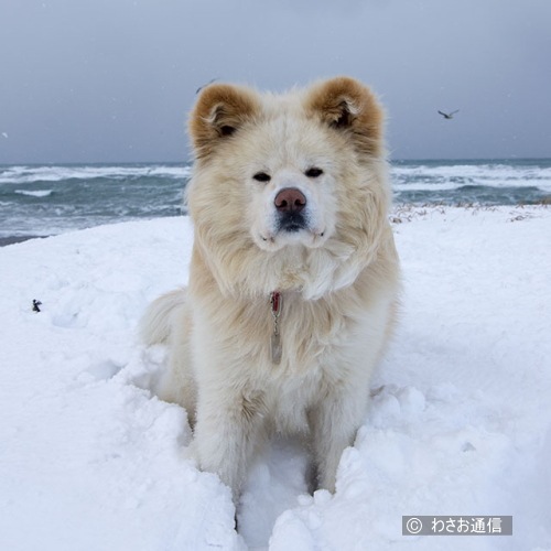 雪の中に座るわさお