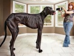 世界最大の犬（体高部門）において2012年から記録を保持しているグレートデーンのゼウス