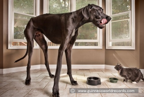 ゼウス Zeus 最も背が高いとしてギネスに認定されている犬 子犬のへや