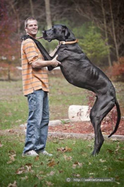 直立したゼウスと飼い主のツーショット写真