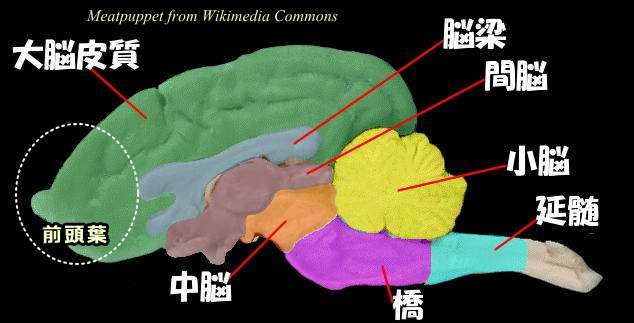 犬の脳の正中矢状断面。図の左側が鼻のある側で、右側が尾のある側。