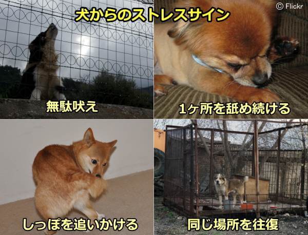 犬が見せる何気ない行動やしぐさが、ストレスのサインであることもしばしばです。