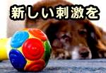 犬の好奇心を満たすためには、常に新しい刺激を与えること。