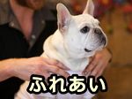 ふれあいは、社会的動物になくてはならない要素