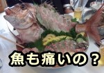 魚類も痛みを認識している可能性がある