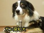 鋭敏な嗅覚を用いて道の臭い物質をかぎわけ、ガン病変を見つけるのがガン探知犬です。